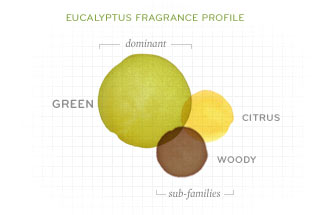 Eucalyptus-Fragrance-Profile-v2.jpg