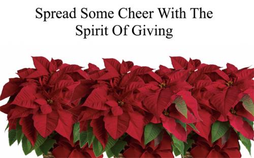 Poinsettiasbanner.jpg