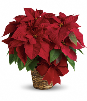 red poinsettia.jpg