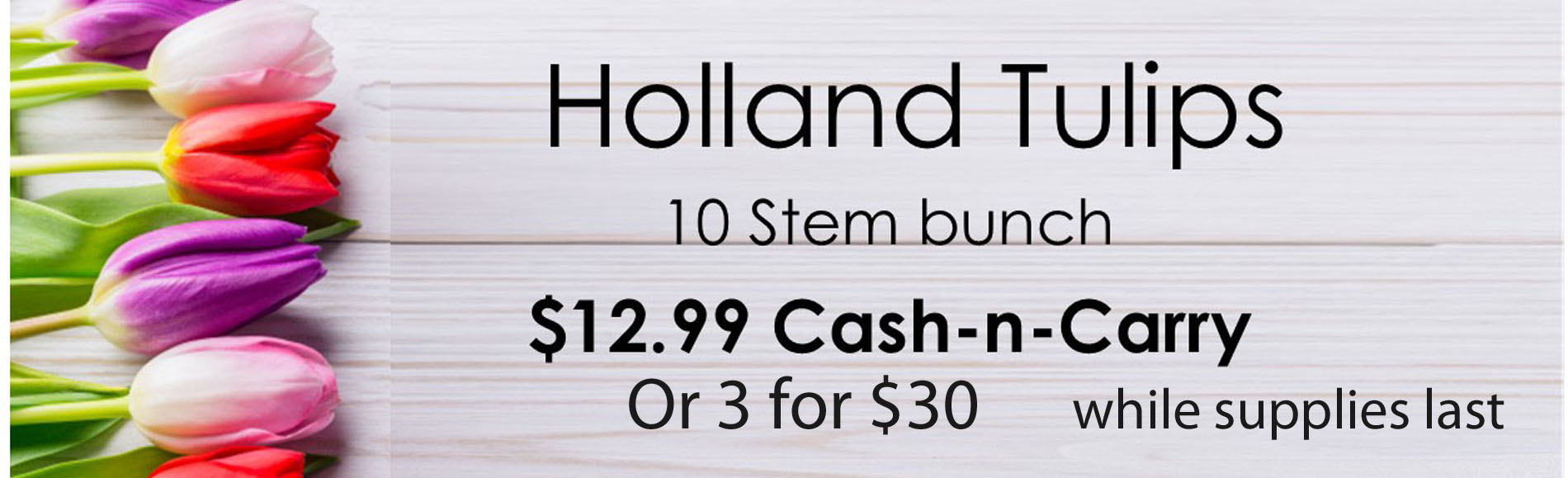 banner_tulip_special