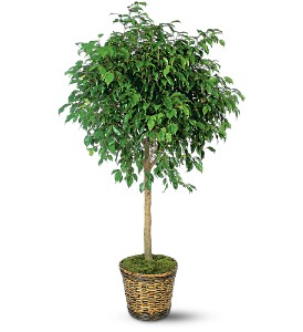 Ficus_Tree.jpg