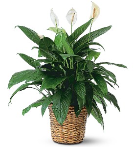 Spathiphyllum_Plant.jpg