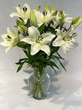 asiatic-lilies-in-white