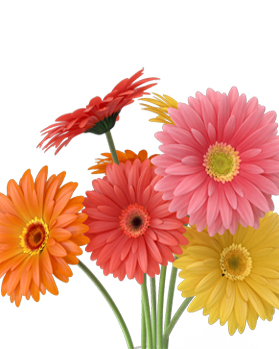 gerbera_bunch