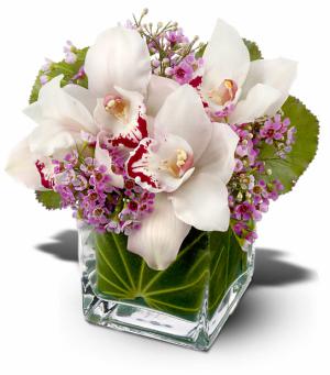 lovelyorchids