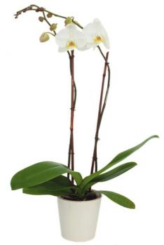 phalaenopsis