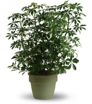 schefflera_arboricola.jpg