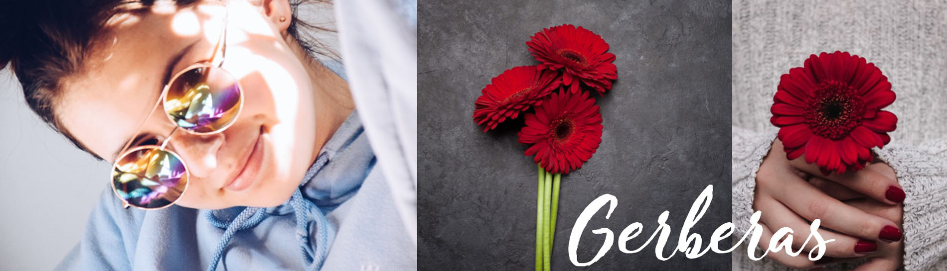 gerbera